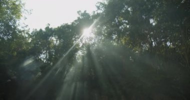 Doğada sabah. Olgun ağaçların arasından parlayan güneşin alçak açılı görüntüsü. Sis üzerinde görünen güneş ışınları. Bali, Endonezya