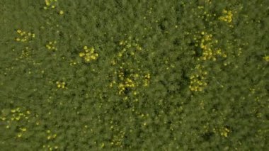 Gökyüzü kuşlarının gözü tepede. Sarı çiçekli, yeşil bahar kırsal doku tarlalarının yukarıdan görünüşü. Gün doğuyor.