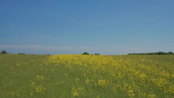 Campo fiorito giallo primaverile nel paesaggio della campagna tedesca sulla costa del Mar Baltico, drone aereo che vola all'indietro, giornata cielo limpido — Video Stock