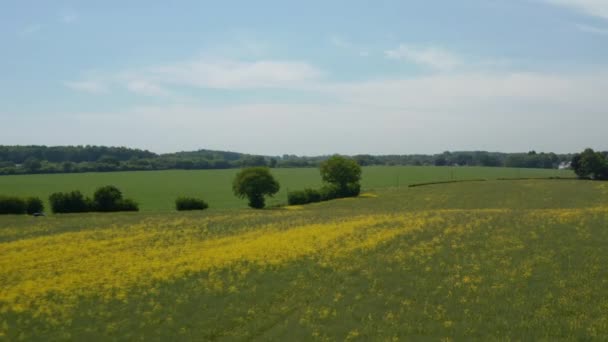 Veduta aerea di pacifico vasto campo fiorito giallo primavera, paesaggio europeo, dolly in, giornata di sole — Video Stock