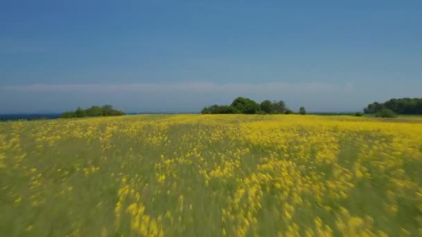 Lugn fridfull antenn utsikt landskap flyger framåt över blommig gul grön vår fält, stiger drönare upp avslöja fantastiska Östersjön kust på solig dag, Brodten, Tyskland — Stockvideo