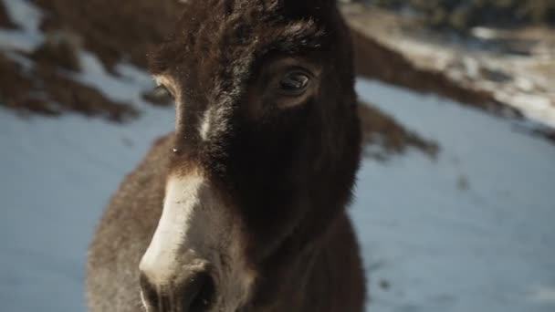 Primer plano del animal girando la cabeza y mirando a la cámara. Piel de burro brillante y suave por la mañana. Marruecos, África — Vídeos de Stock