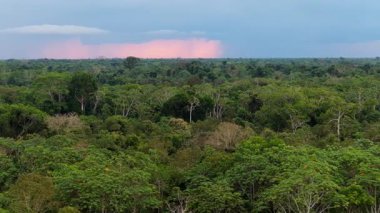 Amazon yağmur ormanlarının gökyüzü manzarası. Alacakaranlık gökyüzünün altında uzanan yemyeşil ağaçlar ve uzak renkli bir yağmur yağmuru..