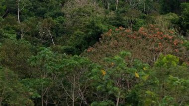 Amazon ormanının yemyeşil kanopisi üzerinde uçan hava manzarası. Geniş tropikal orman, ağaçların ve bitkilerin zengin bir biyolojik çeşitliliğini ortaya çıkarıyor..