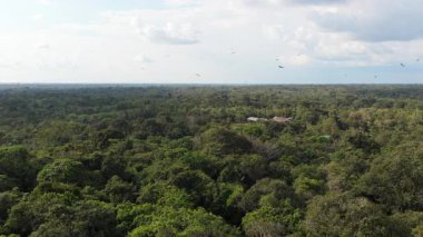Amazon yağmur ormanlarının güzel bir alacakaranlık gökyüzünün altında Amazon Nehri 'nin engin genişliğiyle buluşmasının hava görüntüleri..