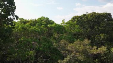 Amazon yağmur ormanı tepe örtüsünün orman ağaçlarının üzerinden uçuşu. Bulutlu bir gökyüzünün altında engin ve yoğun bir tropikal orman.