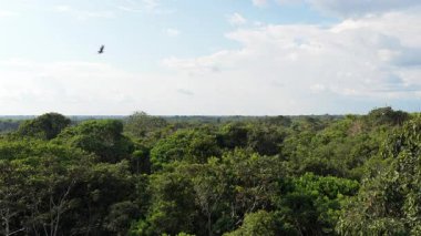 Uçsuz bucaksız ve yoğun yeşil orman ormanı ormansız bir bölgeyi ortaya çıkarıyor. Çevre ve ekosistemler üzerindeki insan faaliyetlerinin sonuçları.