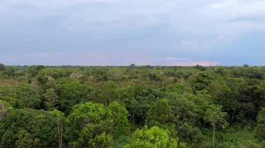 Amazon Nehri 'ni ve yemyeşil tropikal yağmur ormanlarının bulutlu gökyüzünün altında bulanık sularla buluştuğu sahili kaplayan hava manzaraları..