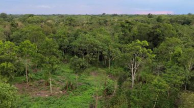 Uçsuz bucaksız ve yoğun yeşil tropikal ormanın üzerinde uçan hava manzarası. Güney Amerika 'daki Amazon yağmur ormanlarının güzel doğal manzarası.