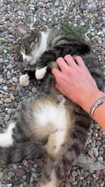 Bir kedinin çakıl taşı kaplı bir zeminde okşandığı huzurlu bir an..