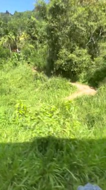 Yeşillik Tepeler Arasında Bir Yolculuk: Tropikal Ormanlar Arasında Tren Yolculuğu.