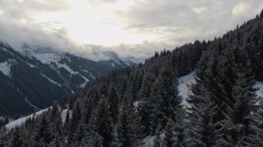 Kış tatili boyunca Alpler 'de yoğun bir çam ormanında karlı yamaçlarda gezinen kayakçı manzarası yükseldi..