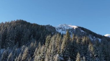 Karlı kozalaklı ormanlarda yapılan hava araştırmaları Avusturya 'nın Saalbach şehrinde kış tatili boyunca açık bir kış sabahı alp zirvesi olduğunu ortaya çıkardı..
