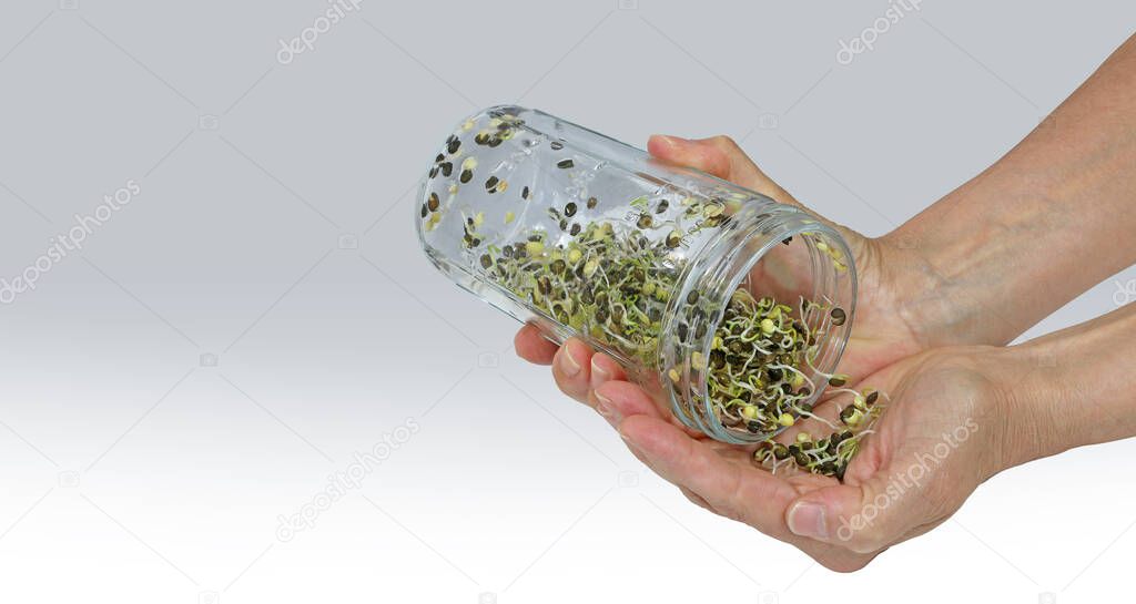 Dispensing sprouted lentils into hand banner - hand holding glass jar tipping out freshly grown lentil sprouts into hand against graduated pale grey background with copy space for messages