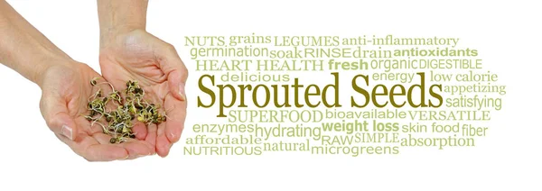 Superfood Sprouted Seed Słowo Chmura Filiżanki Ręce Trzymając Świeżo Kiełków — Zdjęcie stockowe