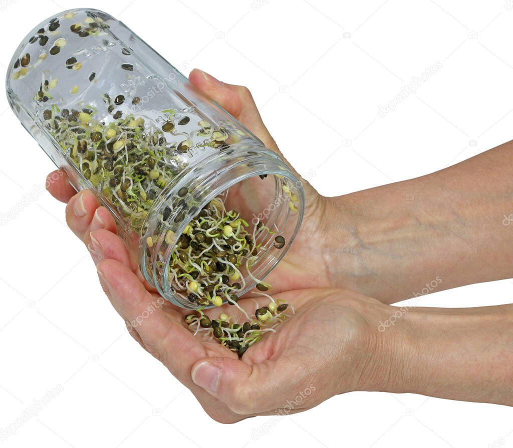 Delicious fresh highly nutritious sprouted puy lentils - female hands holding a sprouting jar shaking out ready to eat green lentils into hand isolated on a white background with copy space 