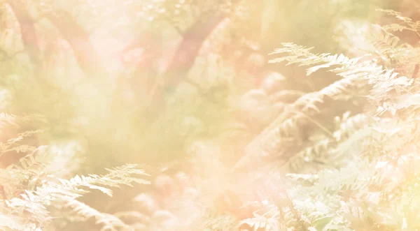 Gouden Gloeiende Glinsterende Woodland Achtergrond Boomstammen Varens Plantenstruiken Onscherpe Lichtgouden — Stockfoto