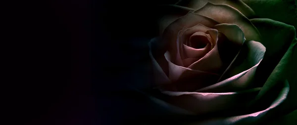 Boğucu Rose Web sitesi Banner