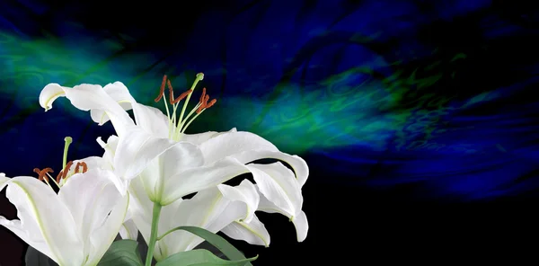 Rena vita liljor — Stockfoto