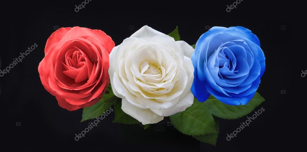 Symbolic Red White and Blue Roses — Stock Photo © Healing63 90059112