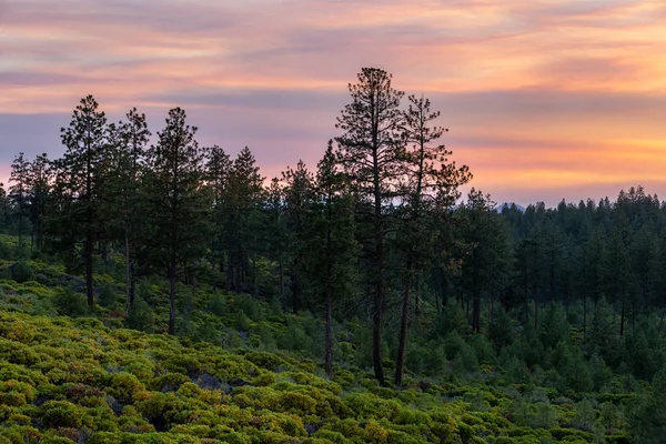 Gräs Sluttning Med Trädlinje Oregon Färgglad Solnedgång Stockbild