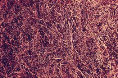 soyut menekşe ve burgundy renk arkaplanı.