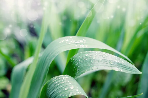 Rain drops on the leaves — Stock Photo, Image