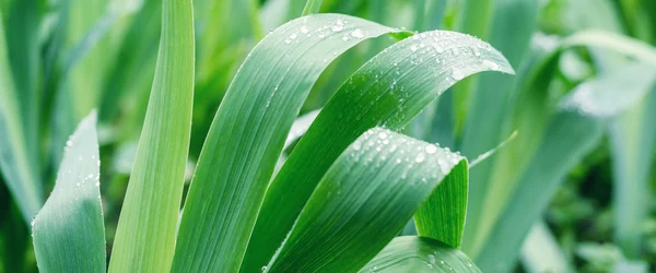 Yapraklara yağmur damlası