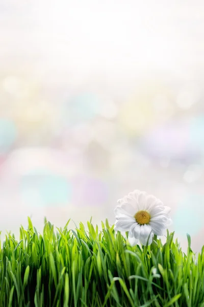 Beyaz yeşil çimen çiçek