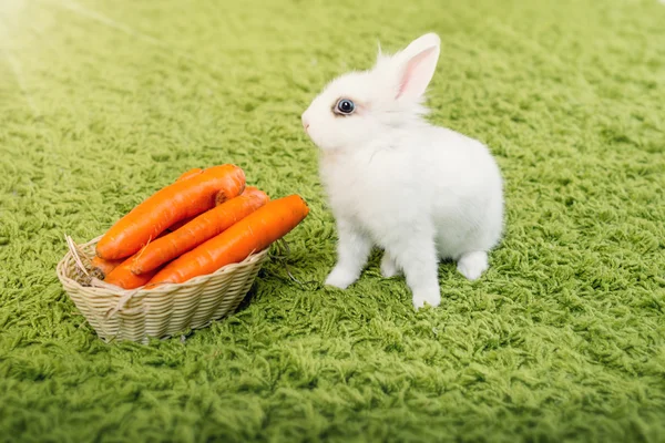 搞笑兔子与胡萝卜 — 图库照片