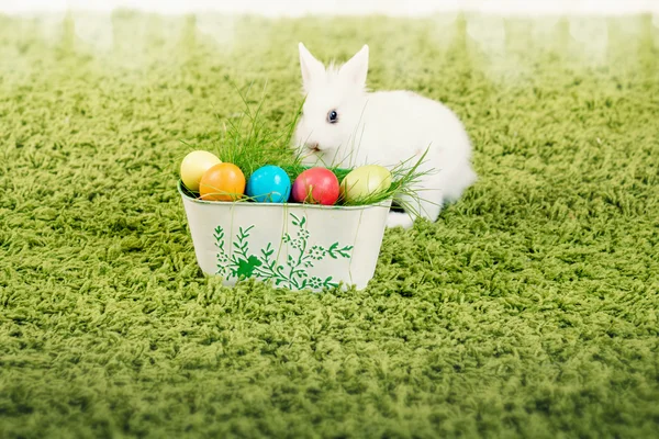 Rolig liten kanin och påsk ägg — Stockfoto