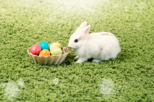 Rolig liten kanin och påsk ägg — Stockfoto