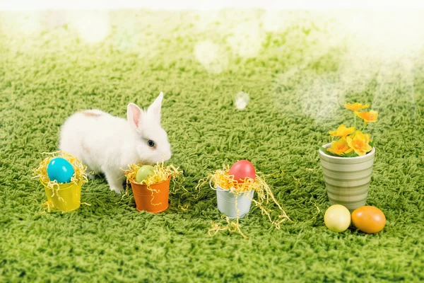有趣的小小的兔和复活节蛋 — 图库照片