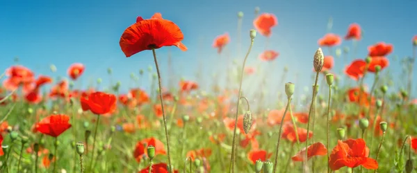 Red poppies field — Stock Photo, Image