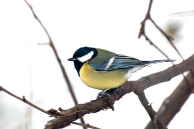 Bir dal üzerinde oturan baştankara