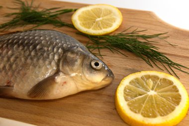 Sazan balıkçılık kupa