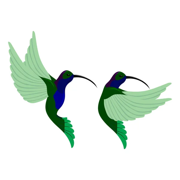 Vektorillustration Eines Kolibris Vögel — Stockvektor