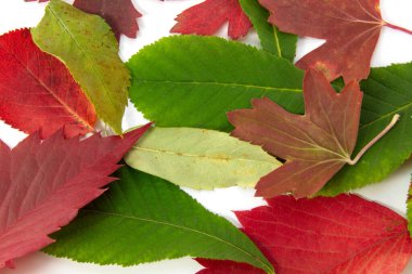 Sonbahar yapraklarının dokusu beyaz arkaplanda