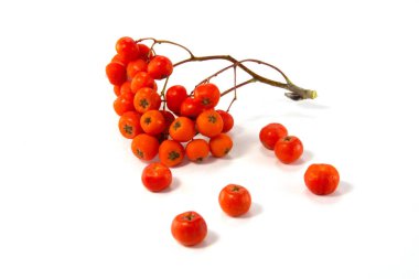 Beyaz arka planda izole edilmiş dağ kül meyveleri.