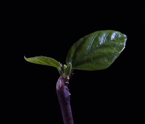 Gałąź Roślina Zielony Liść Czarny Tło — Zdjęcie stockowe