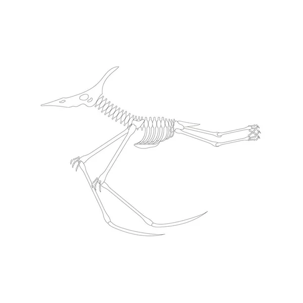 Рисунок Скелета Птеродактиля Белом Фоне — стоковый вектор