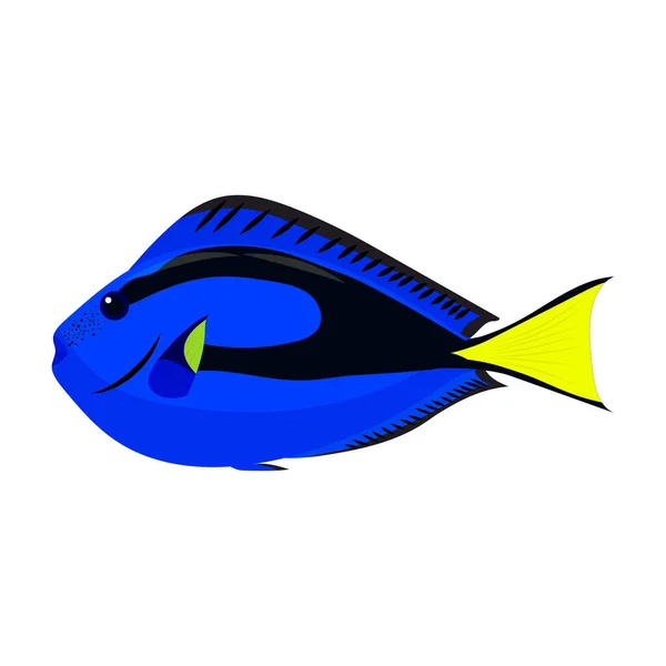 Fish Paracantus Drawing Vector Illustration — 스톡 벡터