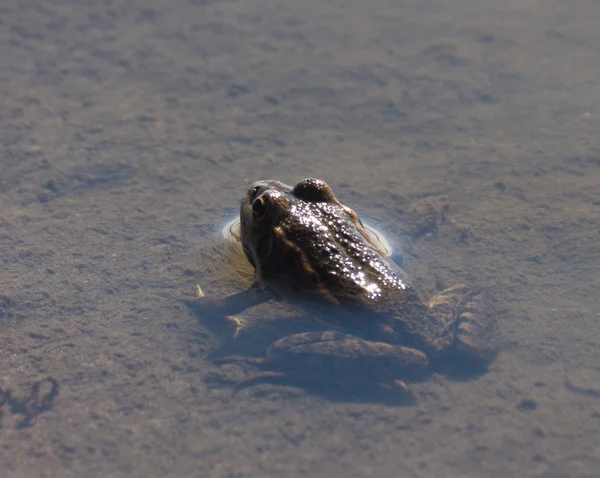 Katak — Stok Foto