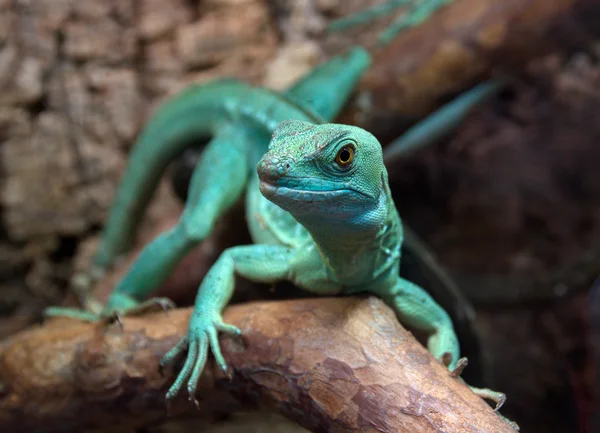 Basiliscus — Stockfoto