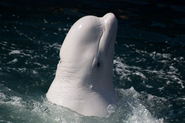 Baleia branca — Fotografia de Stock