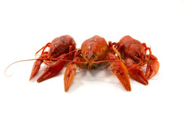 Haşlanmış kerevides yemek