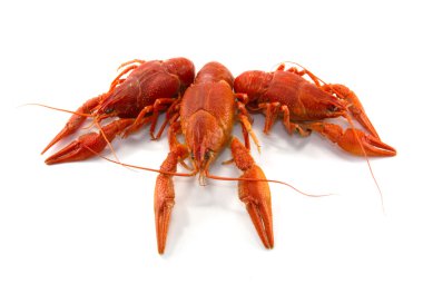 Haşlanmış kerevides yemek