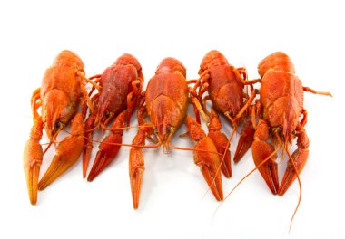 Haşlanmış kerevides yemek