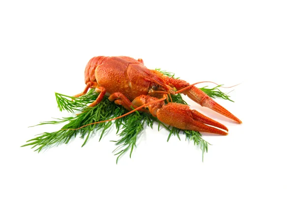 Boiled crawfish food — Stock Photo, Image