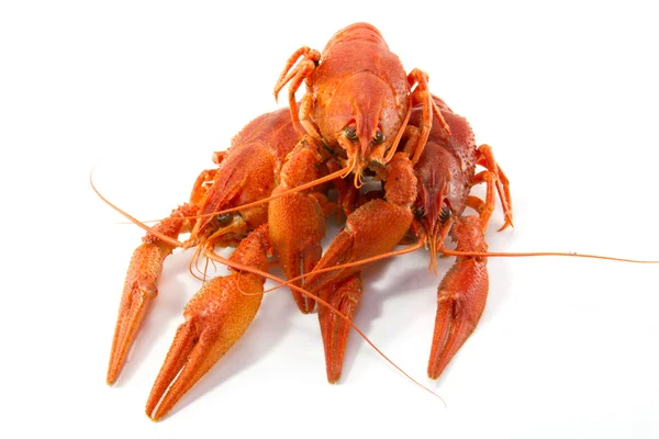 Boiled crawfish food — Stock Photo, Image